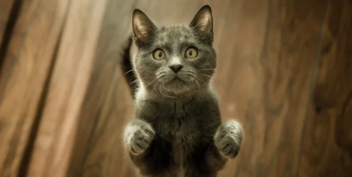 E’ online il quiz per scoprire il “body language” dei gatti